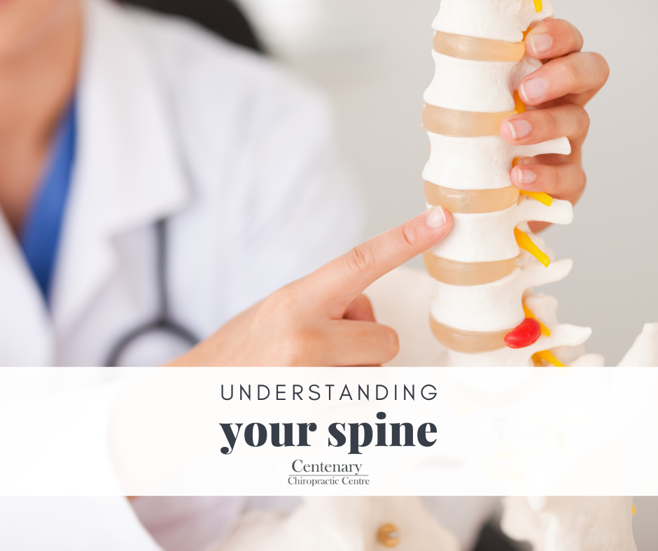  Understanding Your Spine 